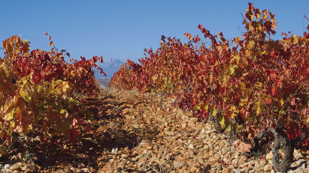 Viñedos de Marqués de Murrieta