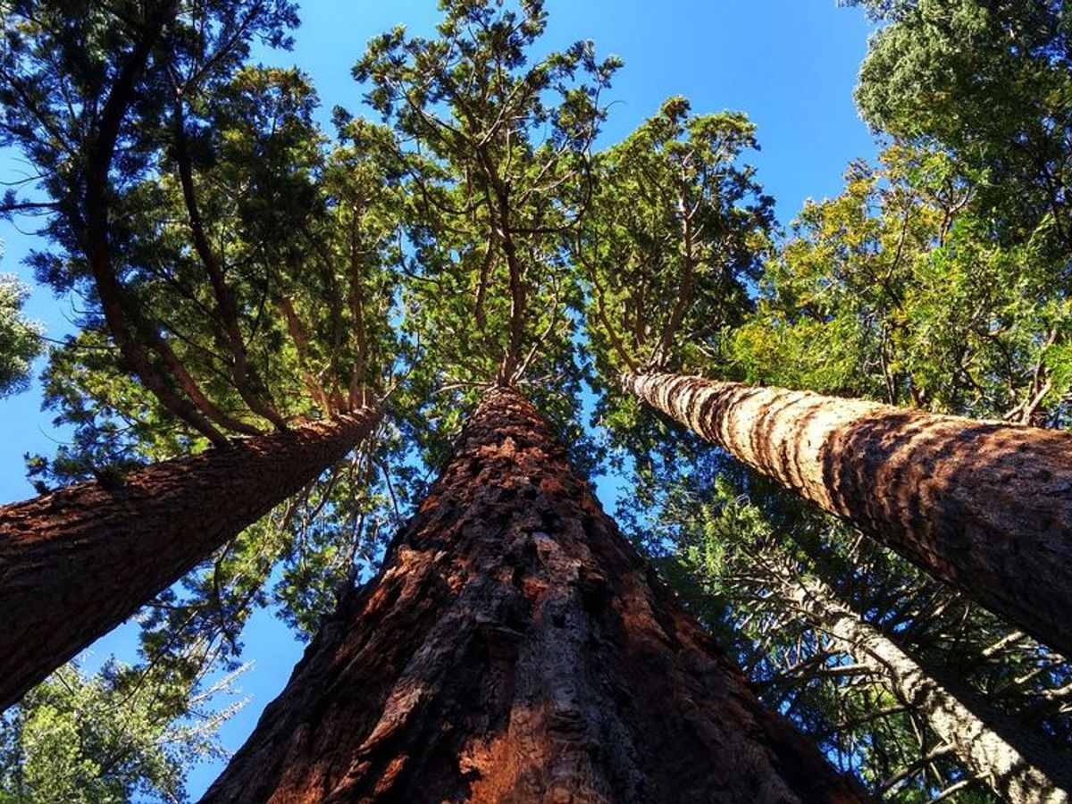 Cómo se llama el árbol más grande del mundo - NIUS