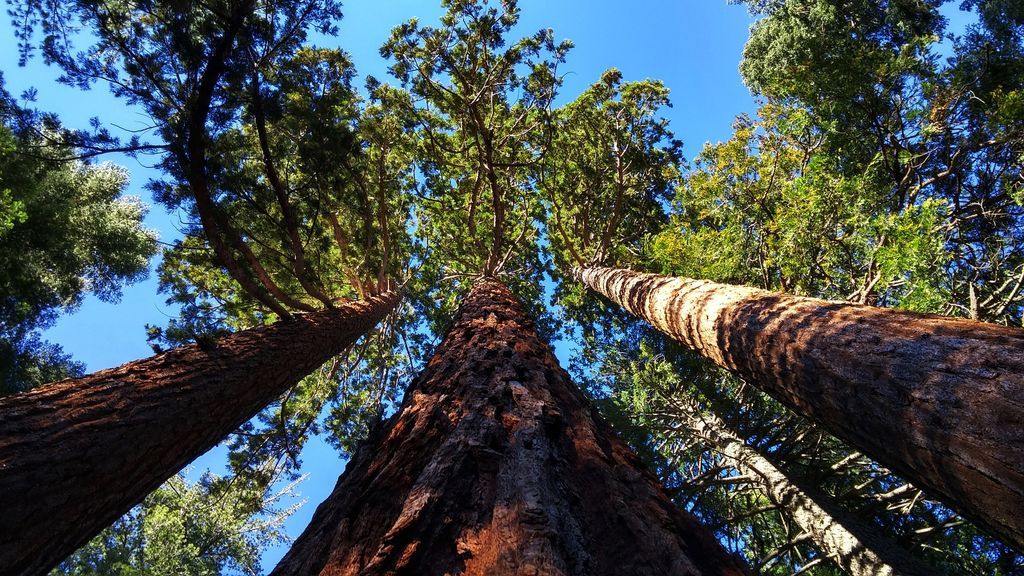 Cómo se llama el árbol más grande del mundo Cómo se llama el árbol más grande del mundo
