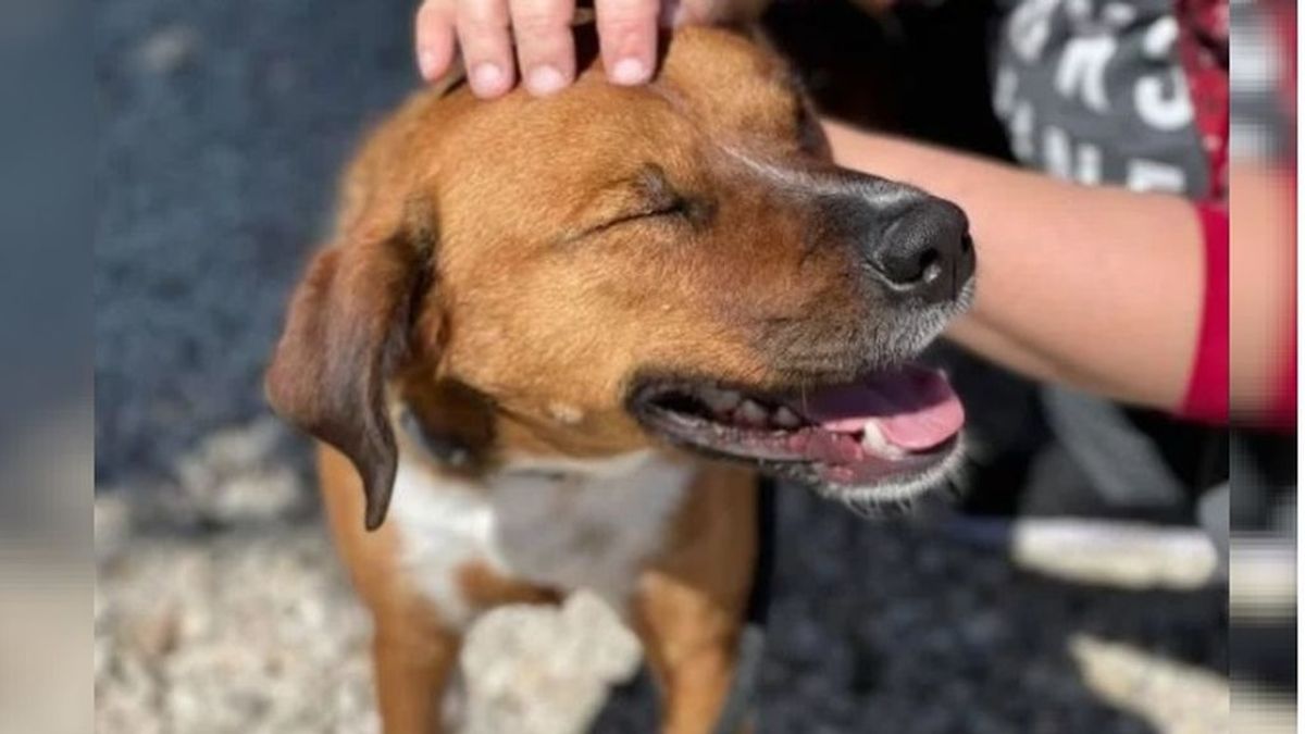 Un perro adoptado tras 419 días en un refugio es devuelto un día después porque daba "demasiado trabajo"