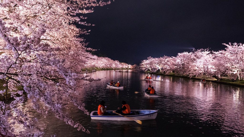 Japón celebra la floración de la ‘sakura’, emblema del samurái
