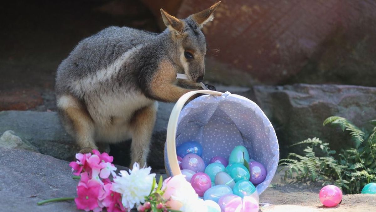 Huevos de Pascua para los koalas y canguros del zoo más famoso de Australia: las divertidas imágenes