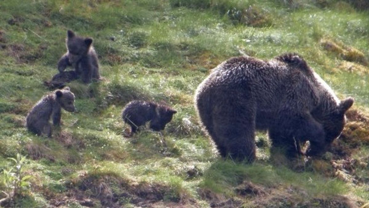 ¡El oso pardo recupera Pirineos! Su población crece hasta la cifra histórica de 64 ejemplares