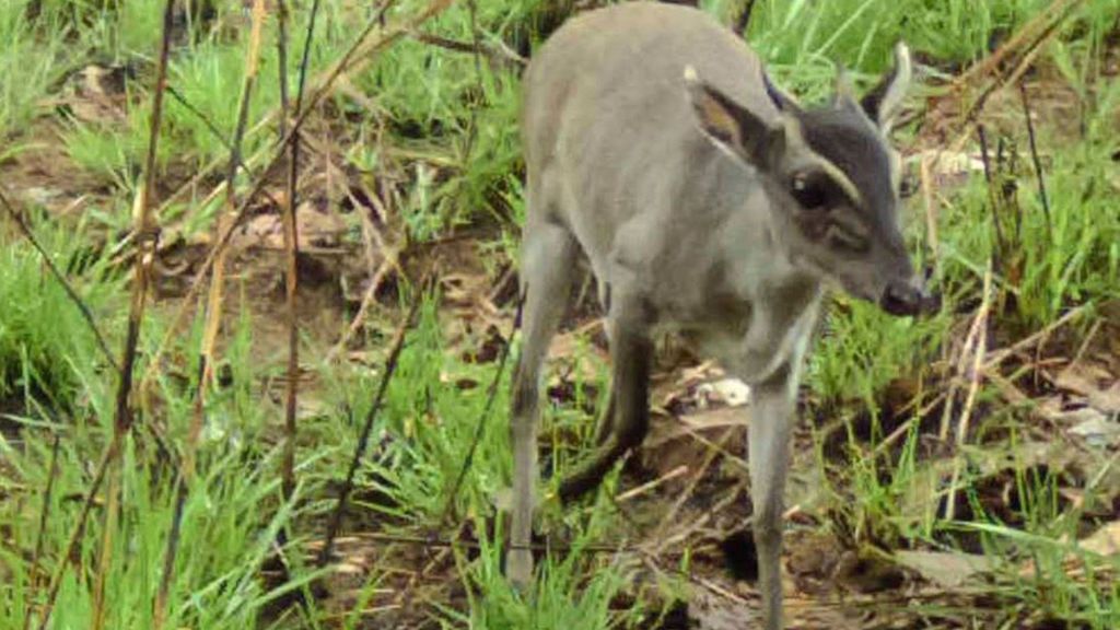 Fotografían por primera vez un duiker de Walter vivo en plena naturaleza Fotografían por primera vez un duiker de Walter vivo en plena naturaleza