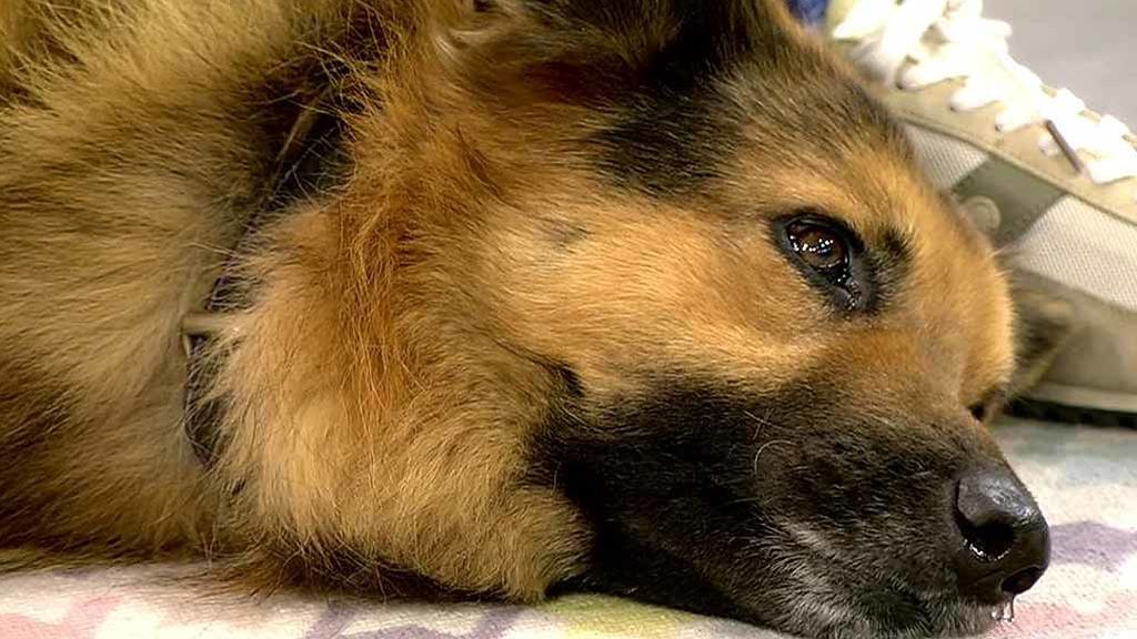 Roy, un perro abandonado en Huelva busca un nuevo hogar: “Es un perro ideal”