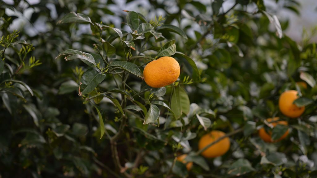 Las naranjas en el árbol