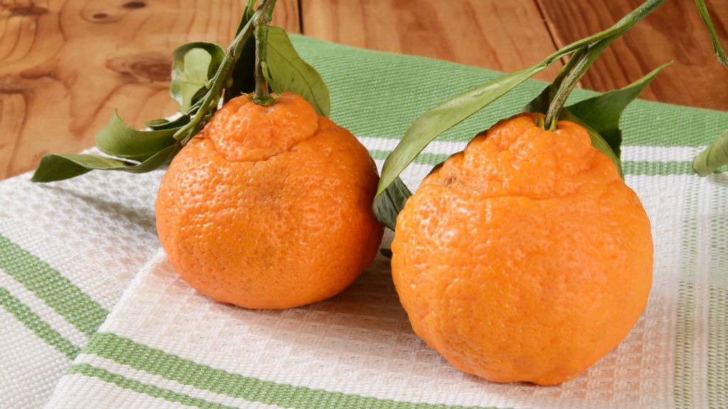 La naranja fea que ha conquistado al mundo y que en España ya está en cuarentena para poderse comercializar La naranja fea que ha conquistado al mundo y que en España ya está en cuarentena para poderse comercializar