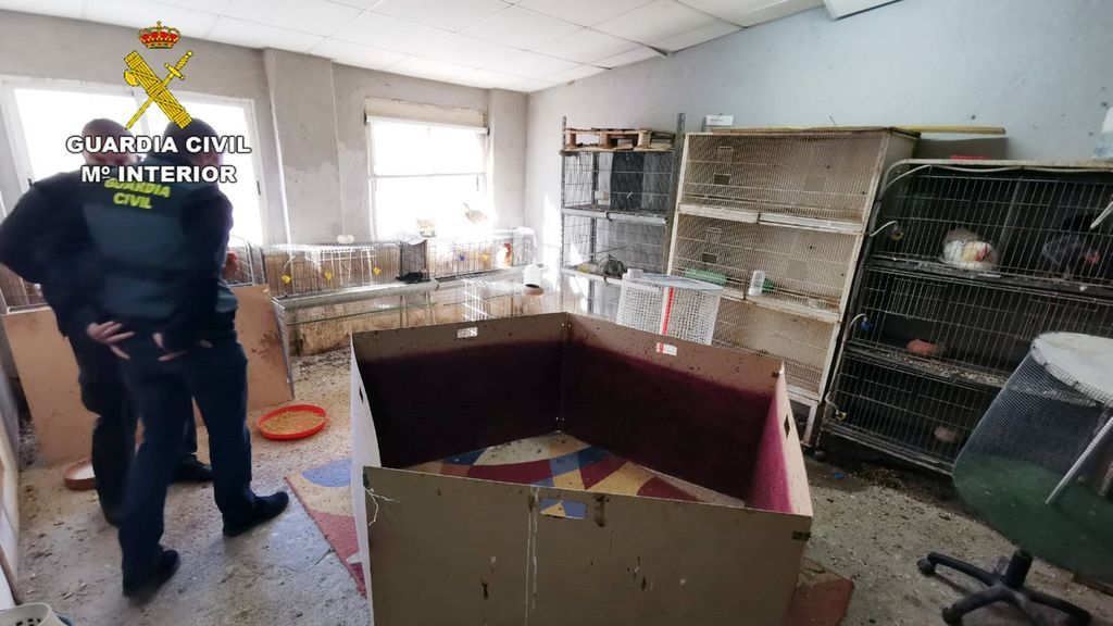 Descubren un tentadero para peleas de gallos y detienen al responsable en Murcia Descubren un tentadero para peleas de gallos y detienen al responsable en Murcia