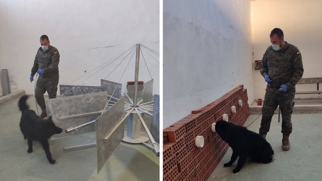 Soco, el perro del Ejército que huele la covid Soco, el perro del Ejército que huele la covid