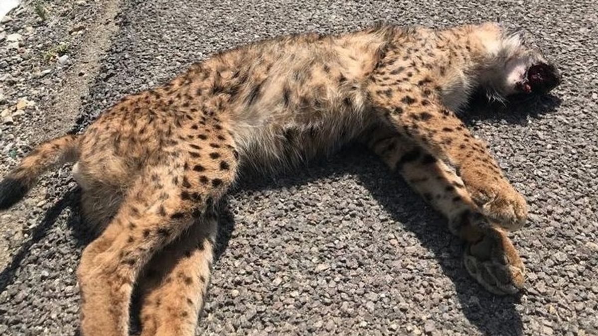 Hallan un lince muerto tras ser atropellado en una carretera de Sevilla Hallan un lince muerto tras ser atropellado en una carretera de Sevilla