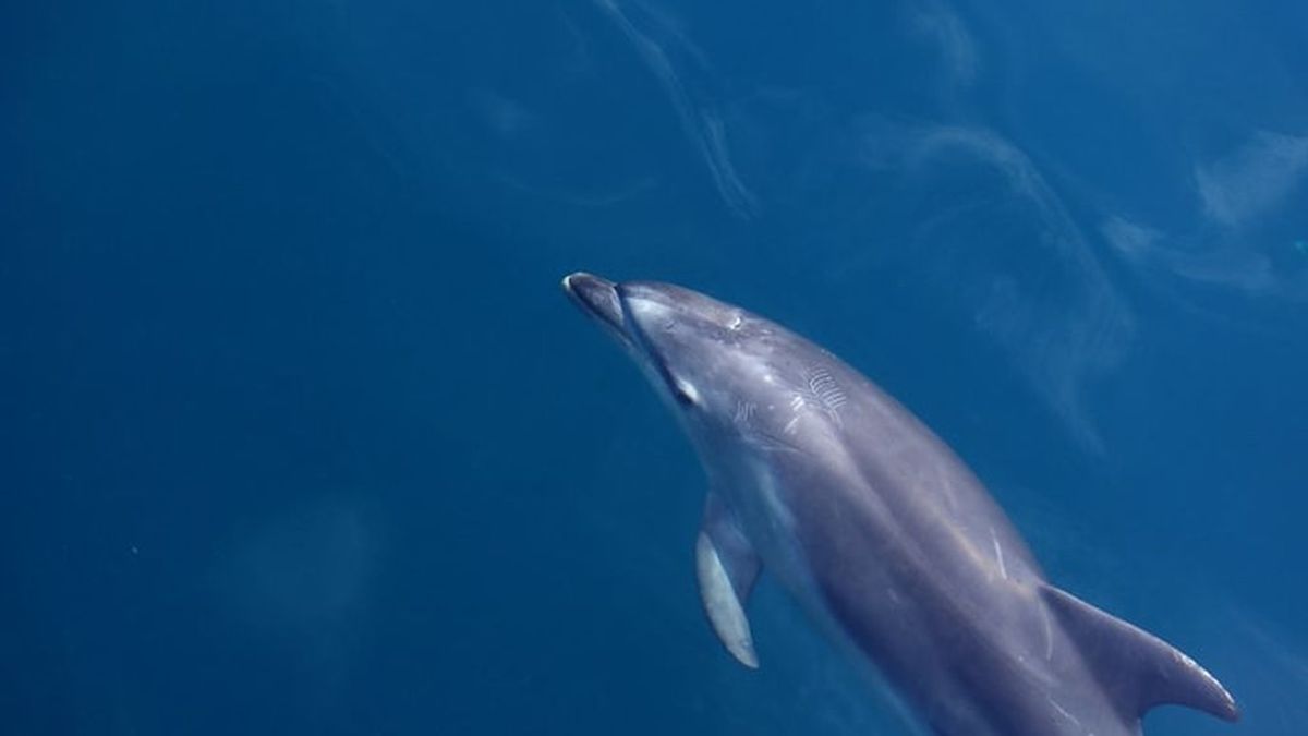 "El color del mar y la temperatura son normales": la misteriosa muerte de 60 delfines en Ghana