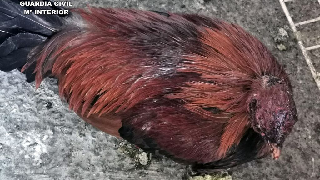 gallo herido