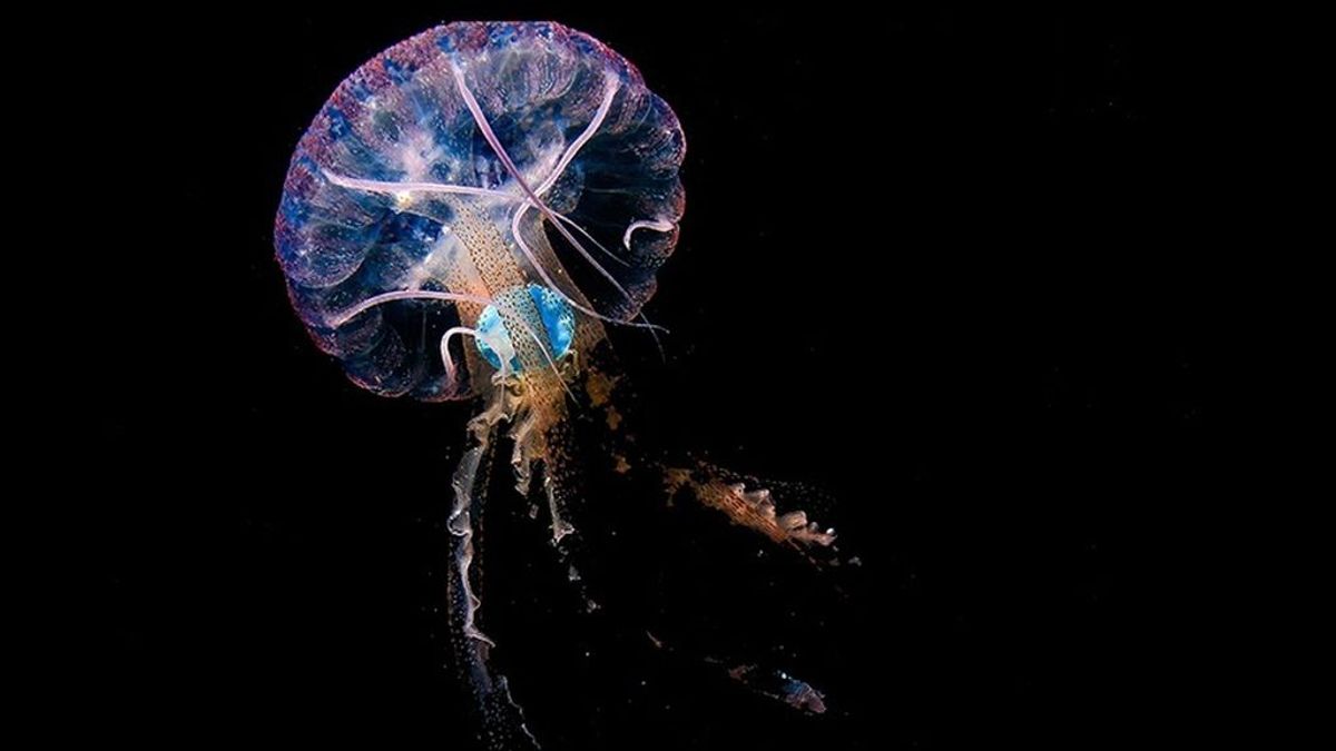 La basura invade las Canarias: la mitad de las medusas que rondan las islas ha comido plástico