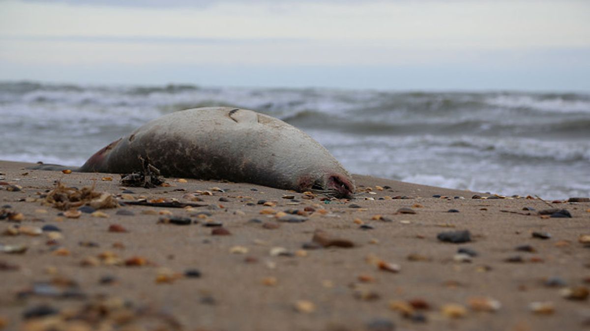 El misterio de las focas decapitadas en las playas británicas El misterio de las focas decapitadas en las playas británicas