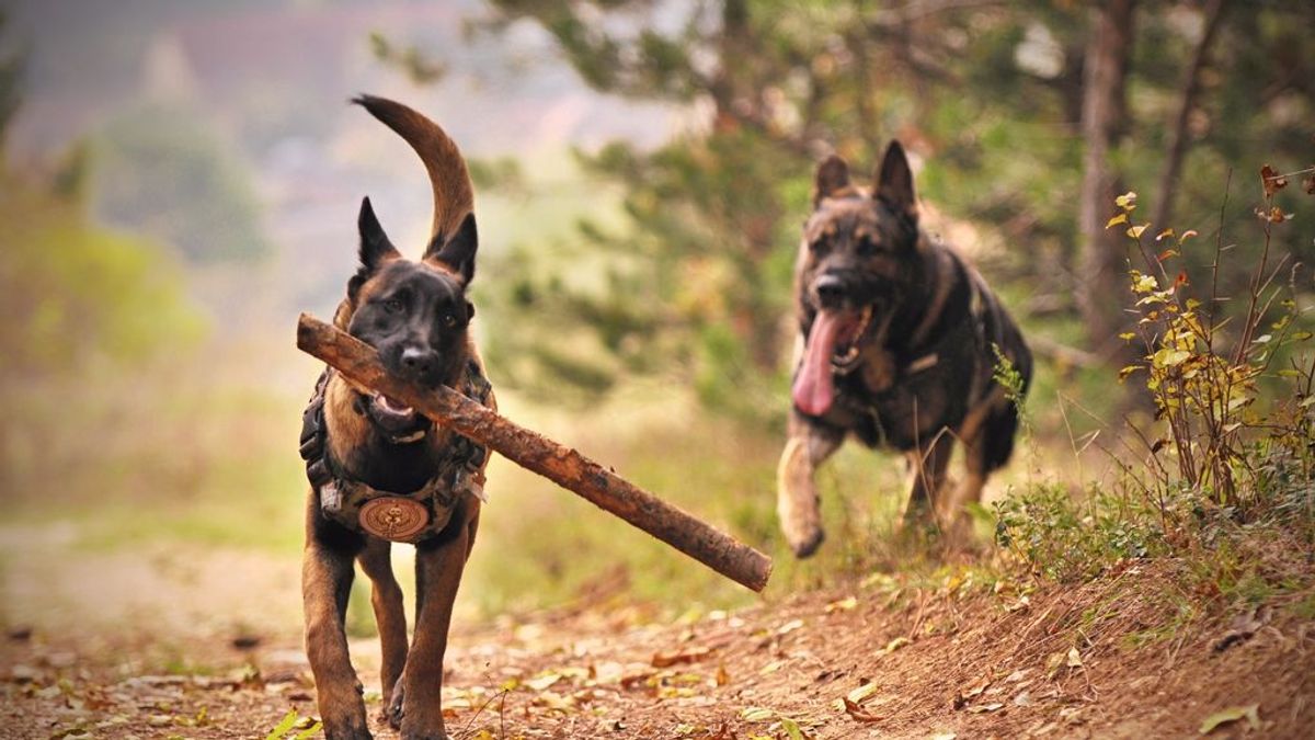 Fin a la lista de perros peligrosos: prevalecerá el comportamiento y no la raza Fin a la lista de perros peligrosos: prevalecerá el comportamiento y no la raza