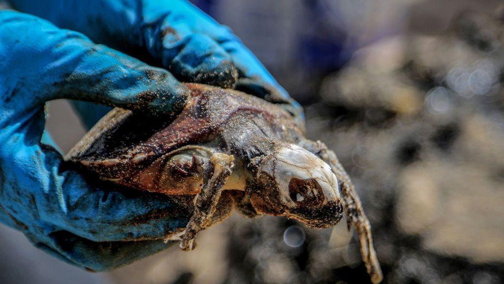 EuropaPress_3613528_20_march_2021_lebanon_beirut_volunteer_holds_dead_turtle_at_the_ramlet