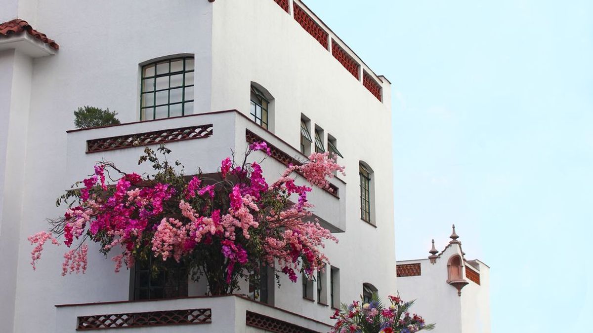Petunias, buganvillas y kokedamas: las plantas y flores de moda esta temporada aportan alegría y color Petunias, buganvillas y kokedamas: las plantas y flores de moda esta temporada aportan alegría y color