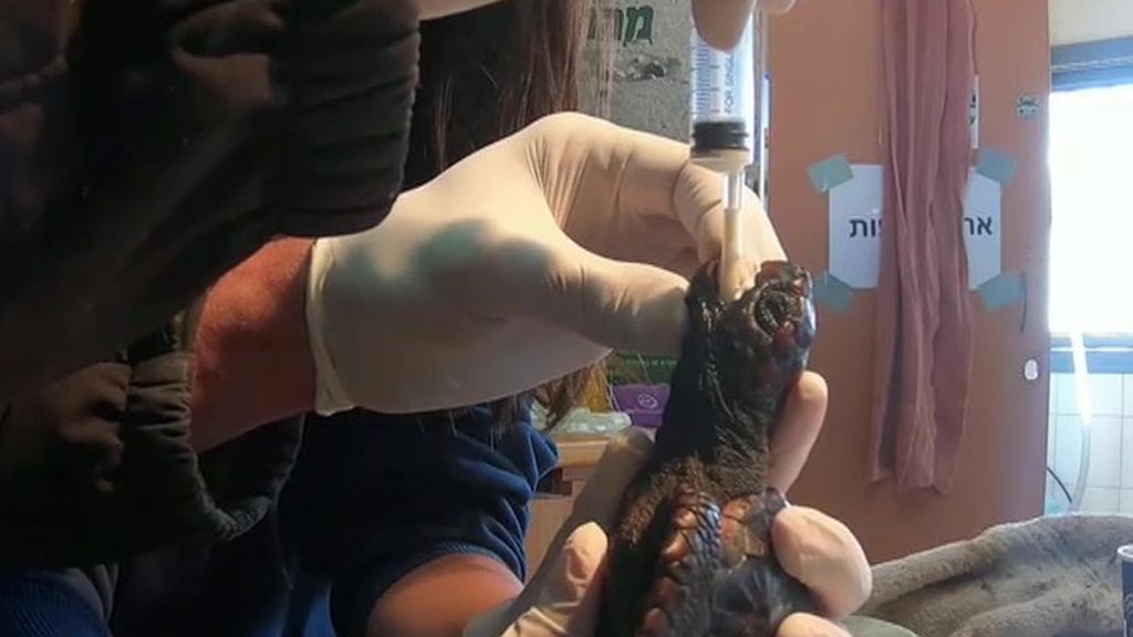 Mayonesa para salvar a un grupo de tortugas afectadas por un vertido de petróleo en Israel