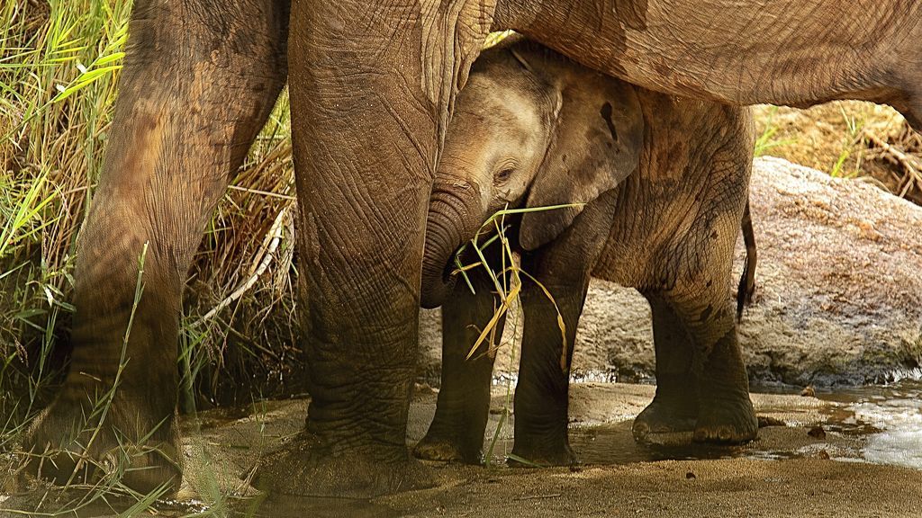 Muere una cría elefante después de ser abandonado por su familia en un zoo de Suecia