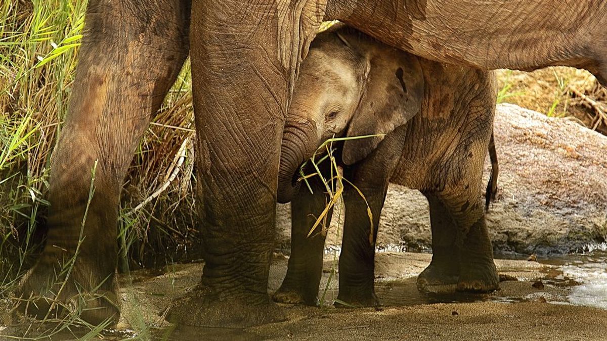 Muere una cría elefante después de ser abandonado por su familia en un zoo de Suecia