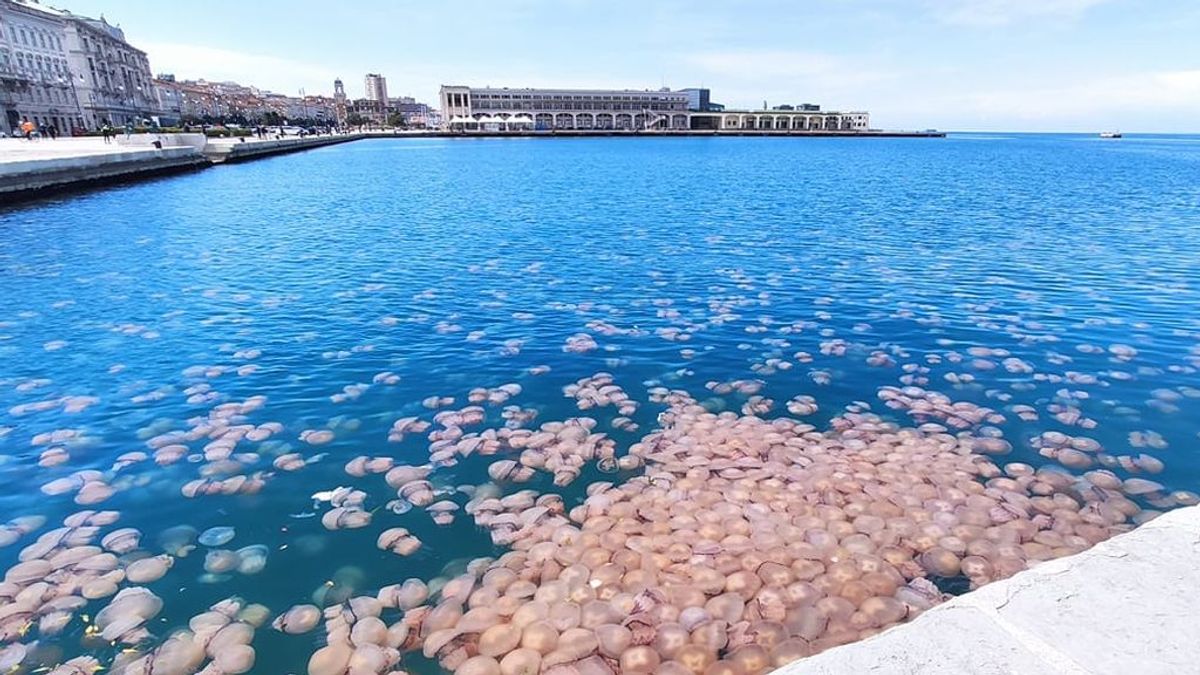 Mar de medusas en el norte de Italia: ¿a qué se debe esta extraña invasión?