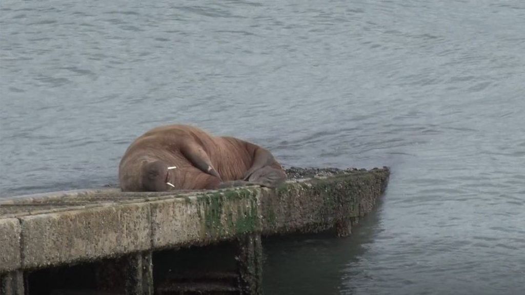 A la deriva: la morsa que se quedó dormida en un iceberg y ahora