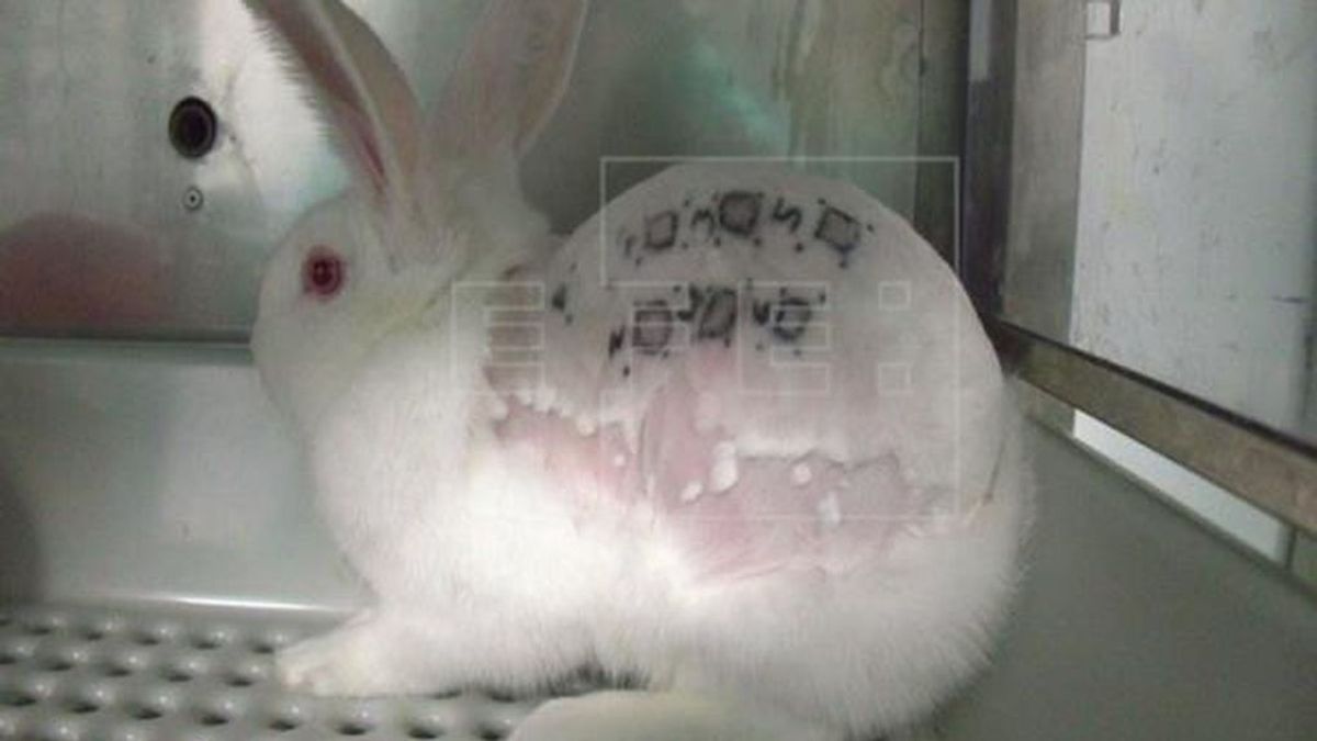 Suspendida la actividad investigadora del laboratorio Vivotecnia tras constatar indicios de maltrato animal