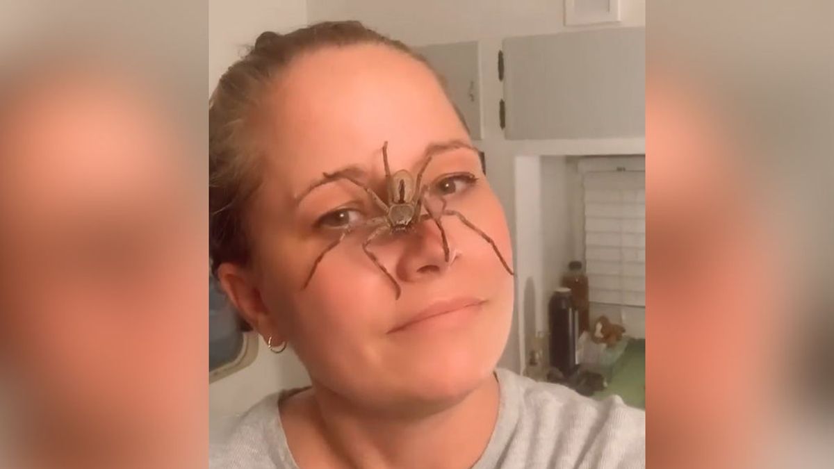 Una mujer acoge en su casa y alimenta a una araña antes de que esta tuviese 200 crías
