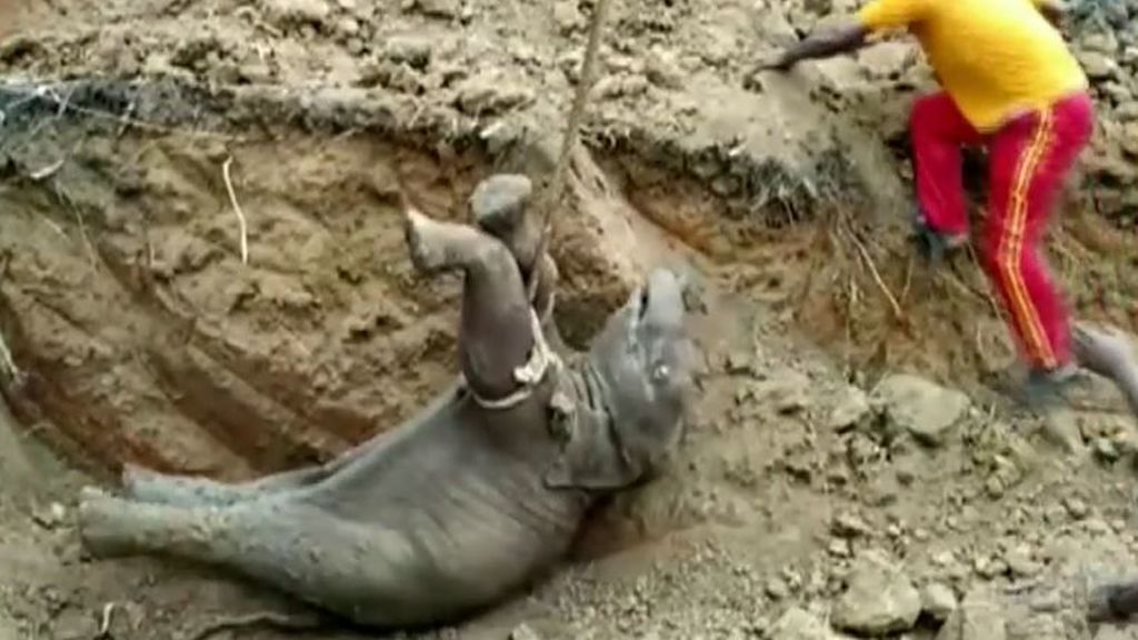 El impactante rescate de una cría de elefante tras caer en un pozo: se despistó de la manada y se perdió