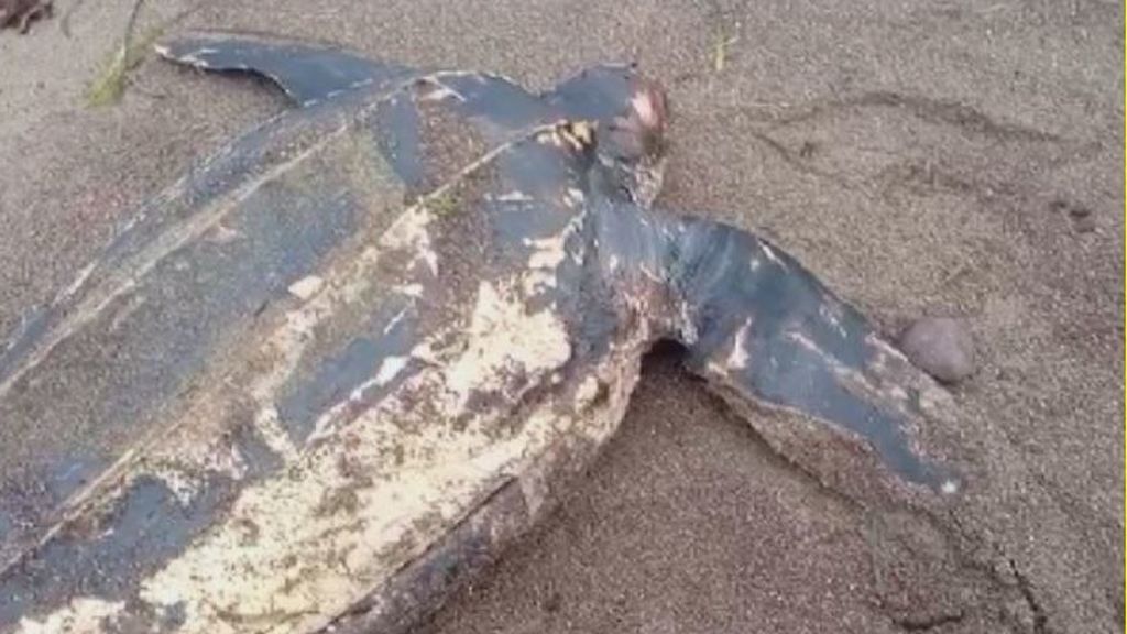 7 bolsas enteras, un detergente y más plástico dentro de una tortuga muerta en Almería