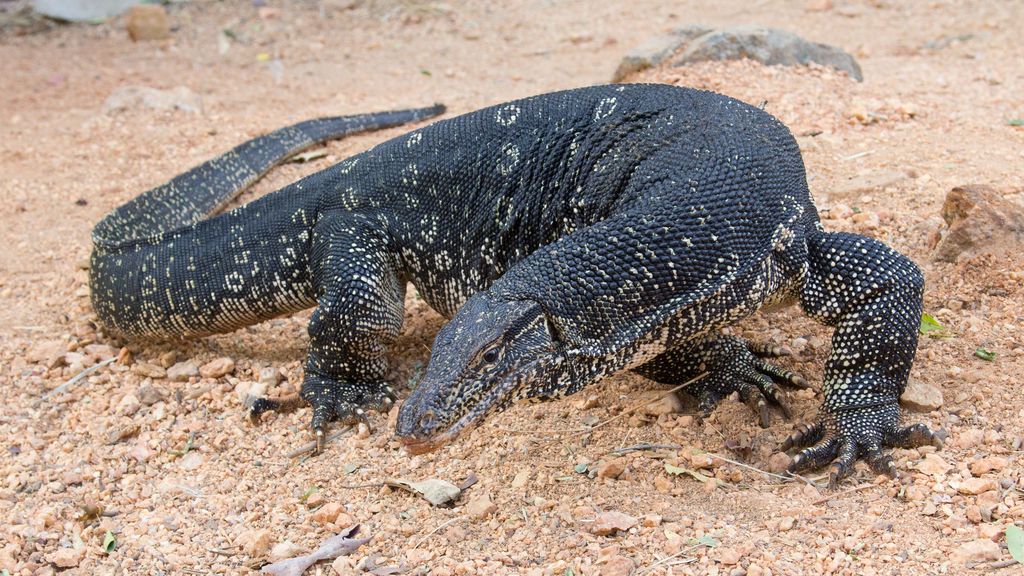 Varanus_salvator_-_01