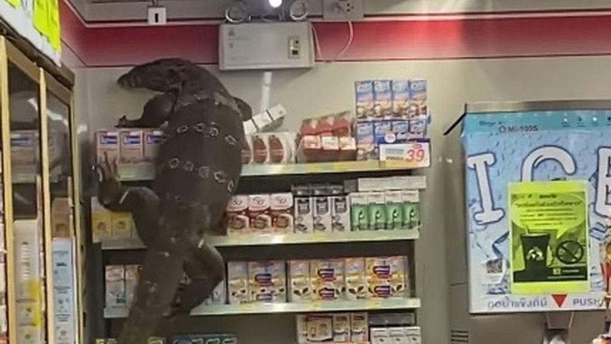 El vídeo de un monitor de agua trepando por los estantes de un supermercado se hace viral