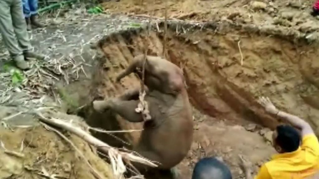 Angustioso rescate de una cría de elefante en India para sacarlo de un pozo de cinco metros