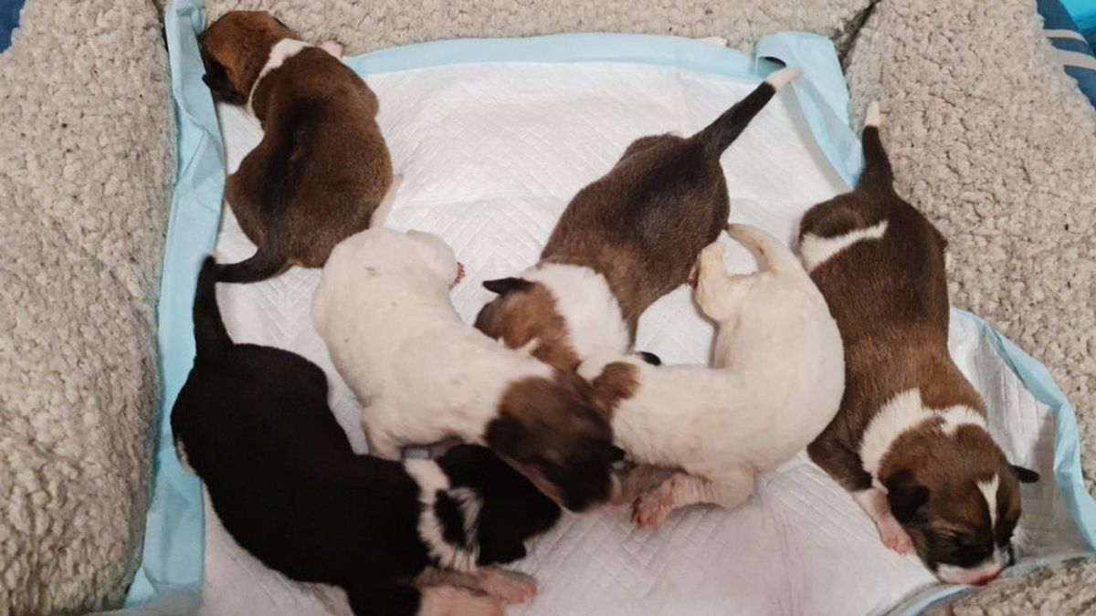 Se busca mamá nodriza para amamantar a seis cachorros abandonados en un contenedor Se busca mamá nodriza para amamantar a seis cachorros abandonados en un contenedor
