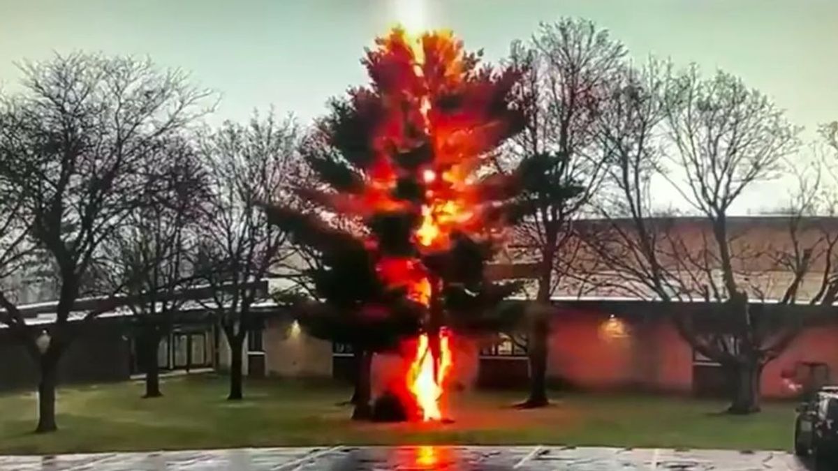 Momento de película en que un rayo derrumba en segundos un árbol en Estados Unidos