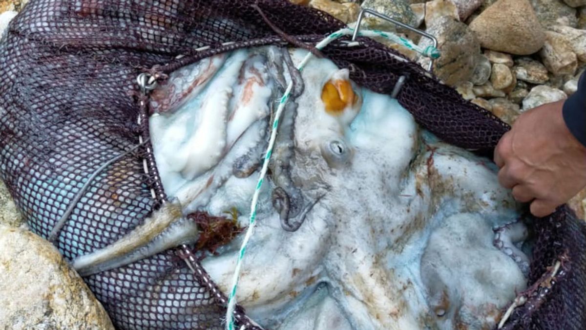 Pulpo á feira: menú especial en un comedor social con lo decomisado a los furtivos Pulpo á feira: menú especial en un comedor social con lo decomisado a los furtivos