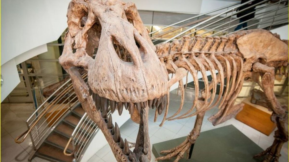 Primer censo de Tyrannosaurus rex, un estudio estima que vivieron   millones de individuos en el Cretácico - NIUS