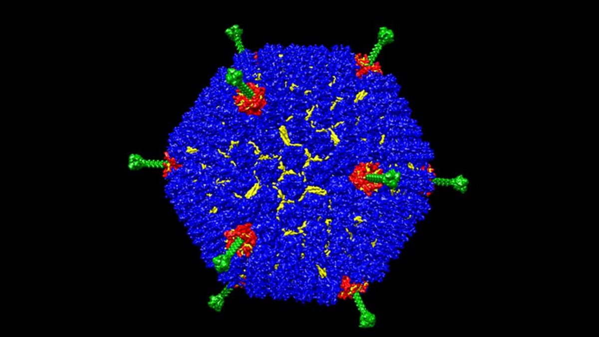 AstraZeneca, Janssen… ¿Qué es una vacuna basada en un adenovirus? AstraZeneca, Janssen… ¿Qué es una vacuna basada en un adenovirus?