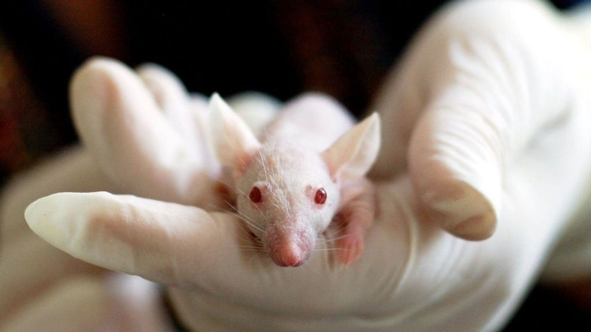 Europa, abocada a combinar vacunas de la covid sólo con datos "alentadores" de ensayos en ratones Europa, abocada a combinar vacunas de la covid sólo con datos "alentadores" de ensayos en ratones