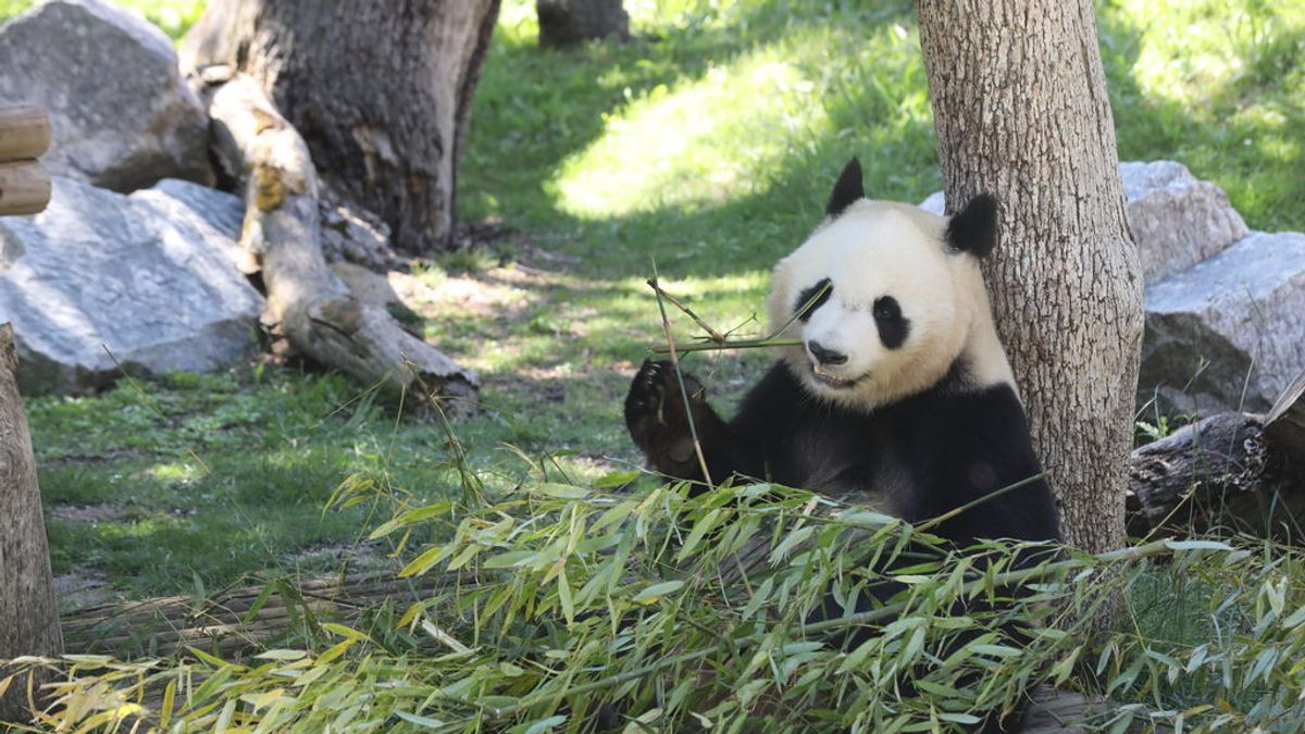 Un equipo español insemina por primera vez a una hembra oso panda Un equipo español insemina por primera vez a una hembra oso panda