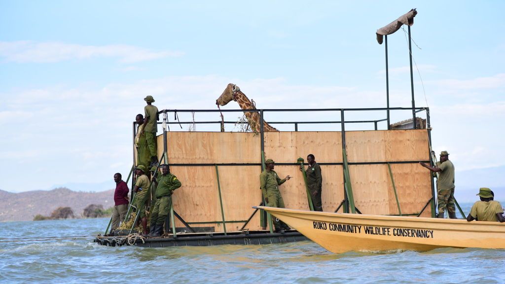 Floating-to-a-new-home-four-of-the-last-giraffes-have-been-rescued-from-Longicharo-island-in-L.-Baringo-Kenya-and-onto-the-mainland-of-Ruko-Community-Conservancy-12-scaled