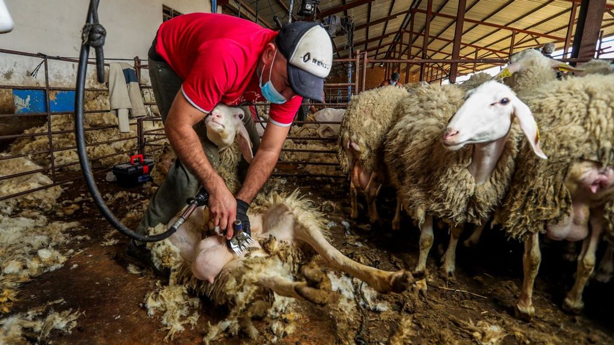 Detectado en Extremadura un brote entre esquiladores llegados de Uruguay Detectado en Extremadura un brote entre esquiladores llegados de Uruguay