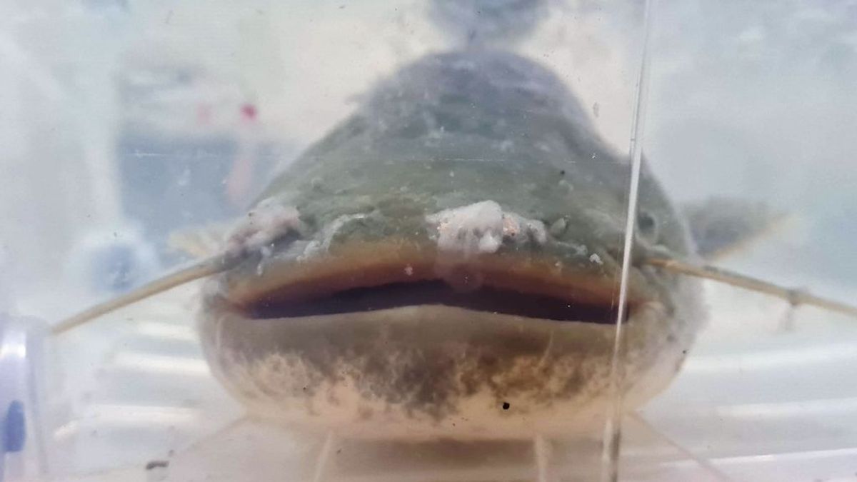 Siluro Siluro