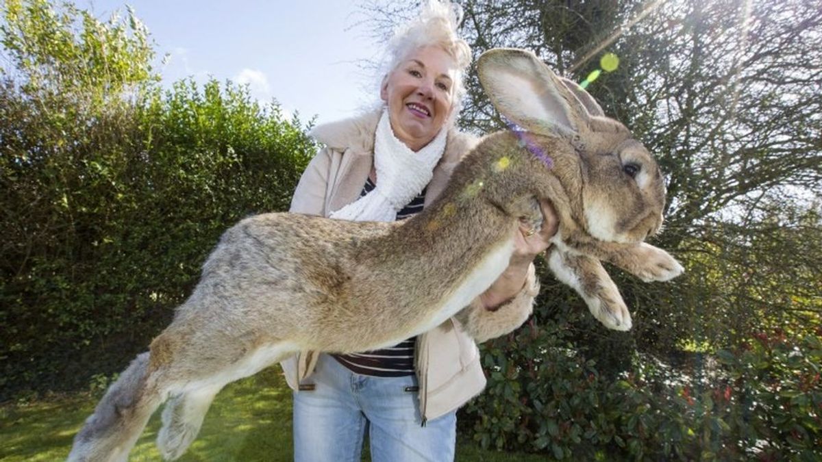 ¿Quién ha robado el conejo más grande del mundo? Conmoción por la desaparición de 'Darius'