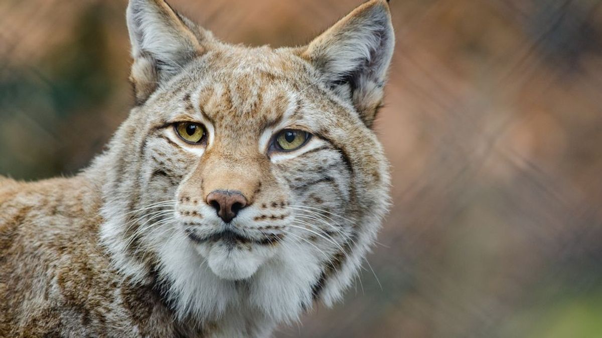 Muere atropellada Erodia, un ejemplar de lince ibérico de Doñana, en una carretera de Huelva Muere atropellada Erodia, un ejemplar de lince ibérico de Doñana, en una carretera de Huelva