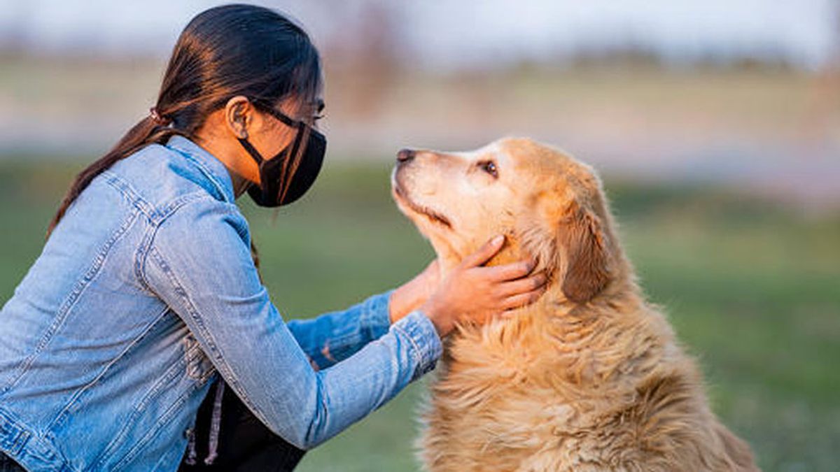 Los perros son capaces de detectar positivos de covid con una precisión del 96%, según un estudio