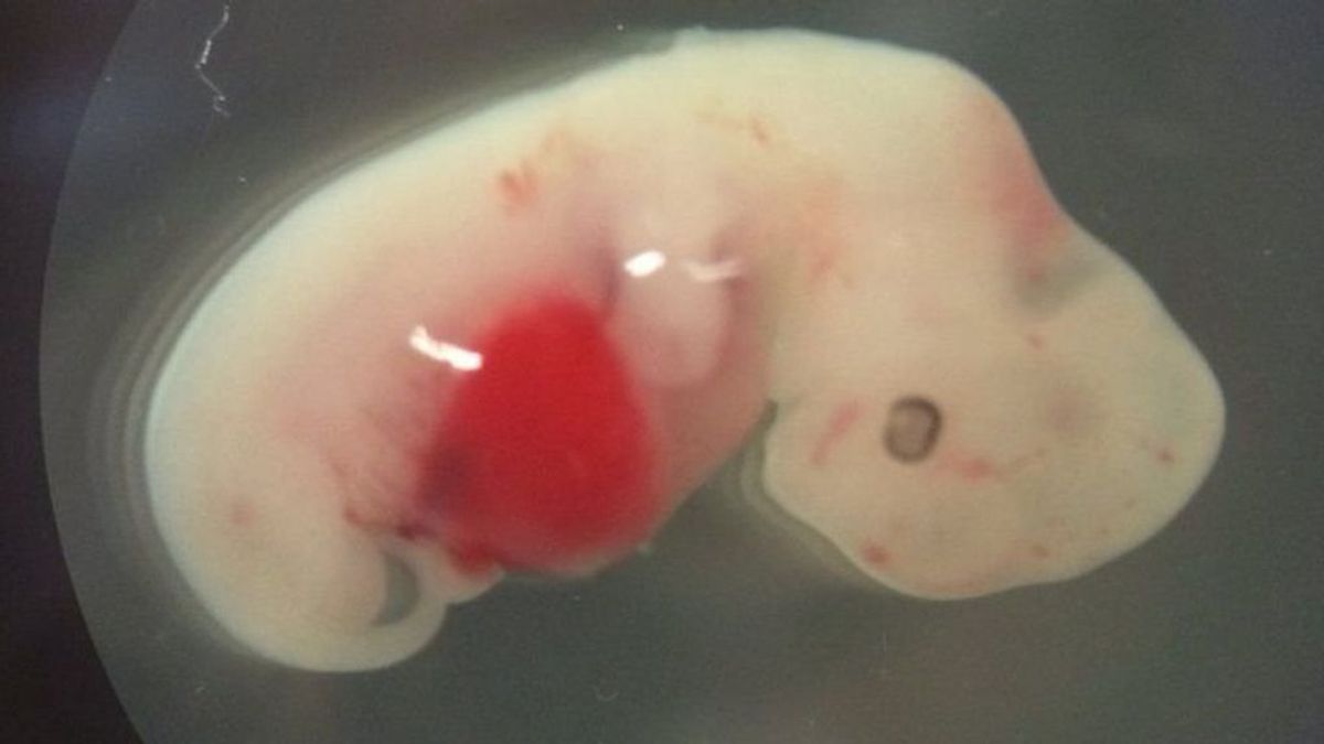Científicos liderados por Izpisua crean embriones híbridos de humano y mono Científicos liderados por Izpisua crean embriones híbridos de humano y mono