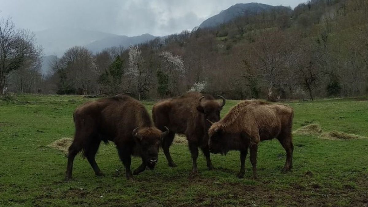 El bisonte europeo, el gran aliado para prevenir los incendios forestales en España El bisonte europeo, el gran aliado para prevenir los incendios forestales en España