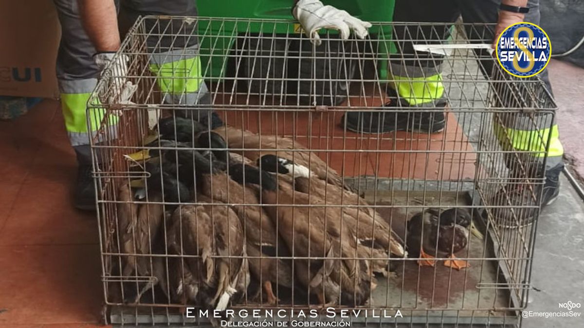 El restaurante chino de los horrores de Sevilla: veinte patos vivos en la cocina en condiciones insalubres El restaurante chino de los horrores de Sevilla: veinte patos vivos en la cocina en condiciones insalubres