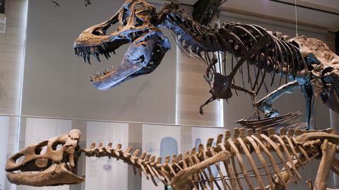 La Tierra ha albergado  millones de T. Rex en su historia -  Informativos Telecinco